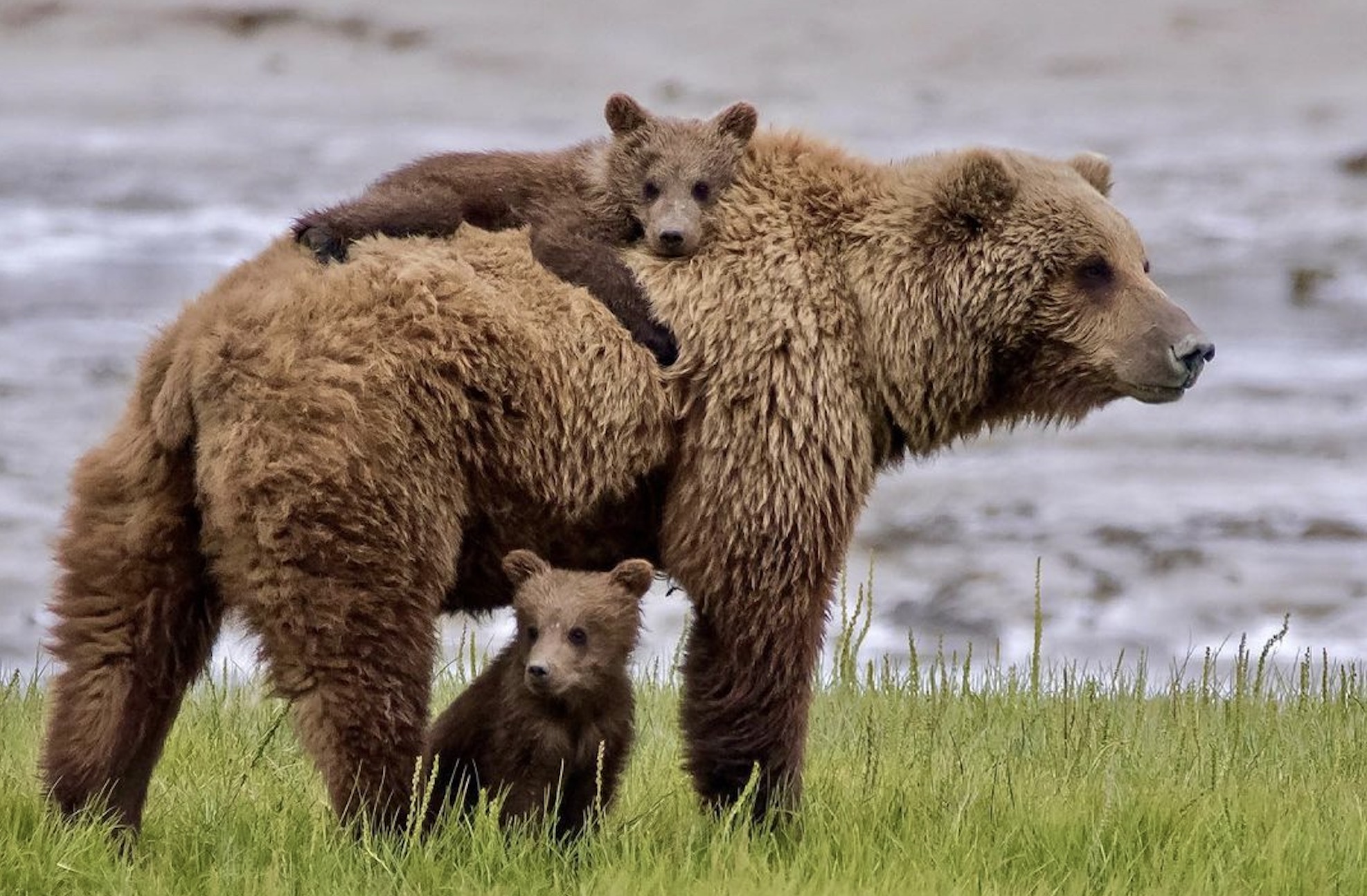 熊は臆病なので、そんなに簡単に人間を襲ったりはしないよ。クマを凶暴にする何かの実験をしていないか?